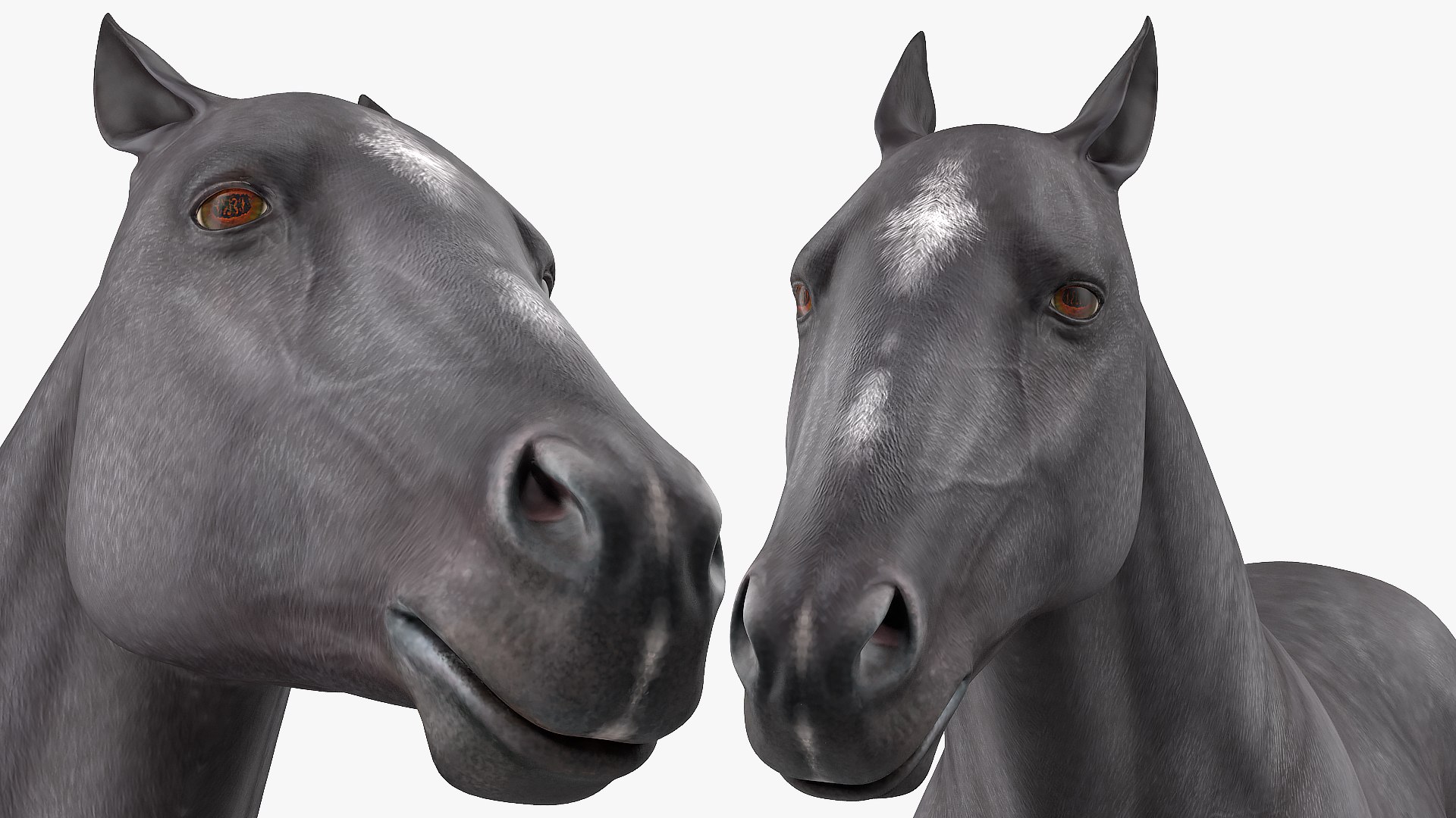 gallop black horse 3D model https://p.turbosquid.com/ts-thumb/5w/16Fy6b/JWmh90cI/gallopblackhorsec4dmodel015/jpg/1572338651/1920x1080/fit_q87/ce33102fb055011844571bd2e4fcb8d634360f09/gallopblackhorsec4dmodel015.jpg