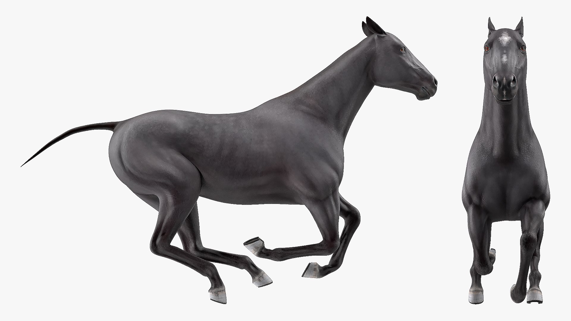gallop black horse 3D model https://p.turbosquid.com/ts-thumb/5w/16Fy6b/OzKZ6Lof/gallopblackhorsec4dmodel006/jpg/1572338600/1920x1080/fit_q87/d0b67038c2894c2b0e5877353ae5d6dba3e60218/gallopblackhorsec4dmodel006.jpg