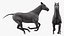 Galope caballo negro