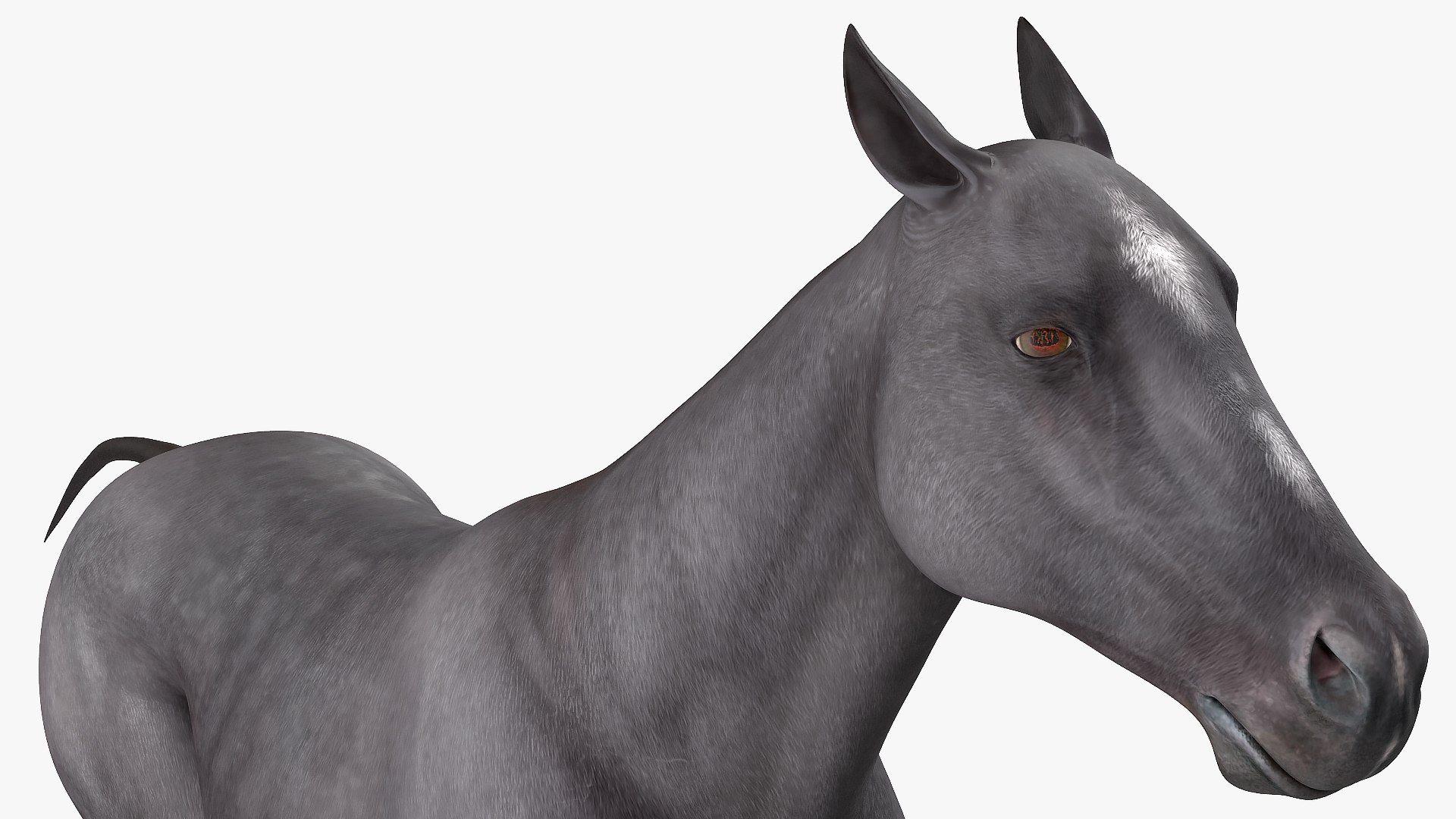 gallop black horse 3D model https://p.turbosquid.com/ts-thumb/5w/16Fy6b/VLuKwwC8/gallopblackhorsec4dmodel013/jpg/1572338639/1920x1080/fit_q87/755de8d1ac944b0af7e10ed5d538c2d755b2efe0/gallopblackhorsec4dmodel013.jpg
