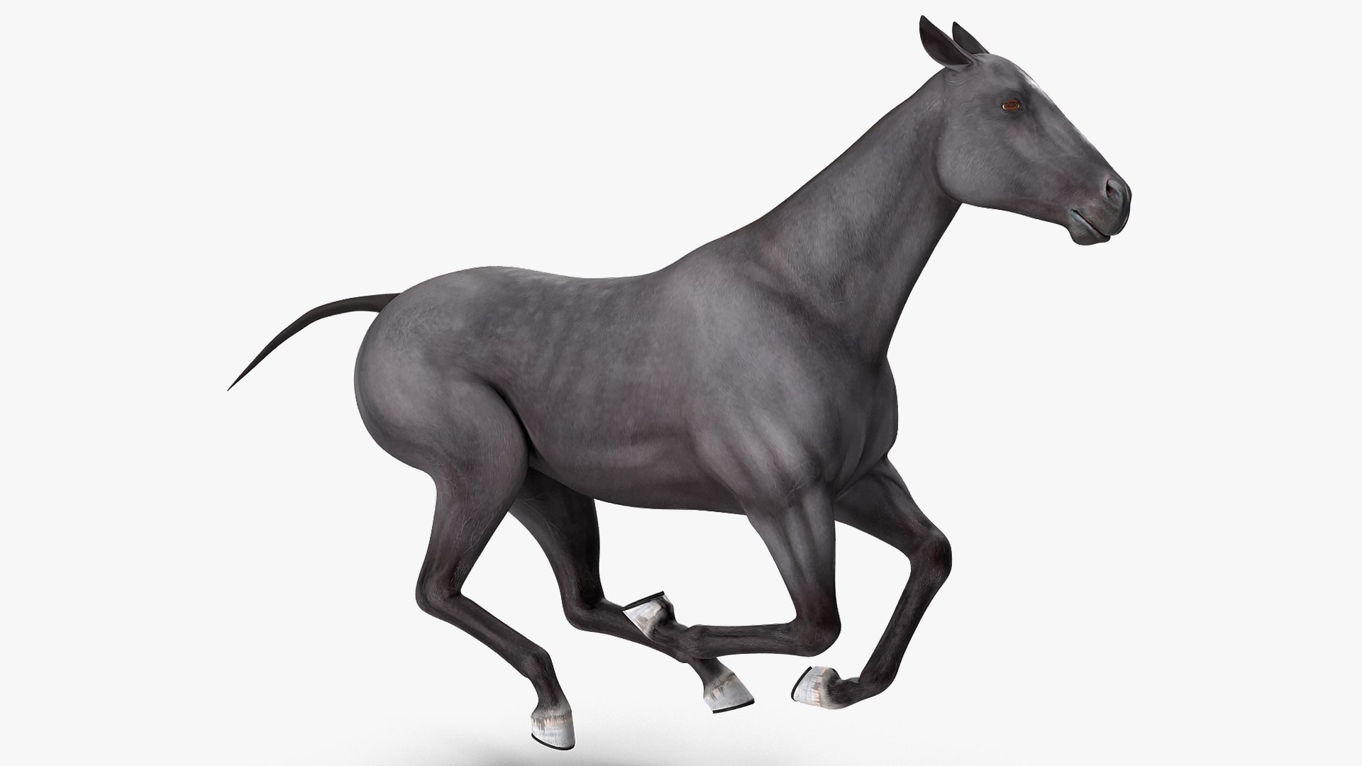 gallop black horse 3D model https://p.turbosquid.com/ts-thumb/5w/16Fy6b/Xe4f6LSb/gallopblackhorsec4dmodel003/jpg/1572338584/1920x1080/fit_q87/06a43a91f3c41fa2ab1b3c26d8bae9bc1a0d1755/gallopblackhorsec4dmodel003.jpg
