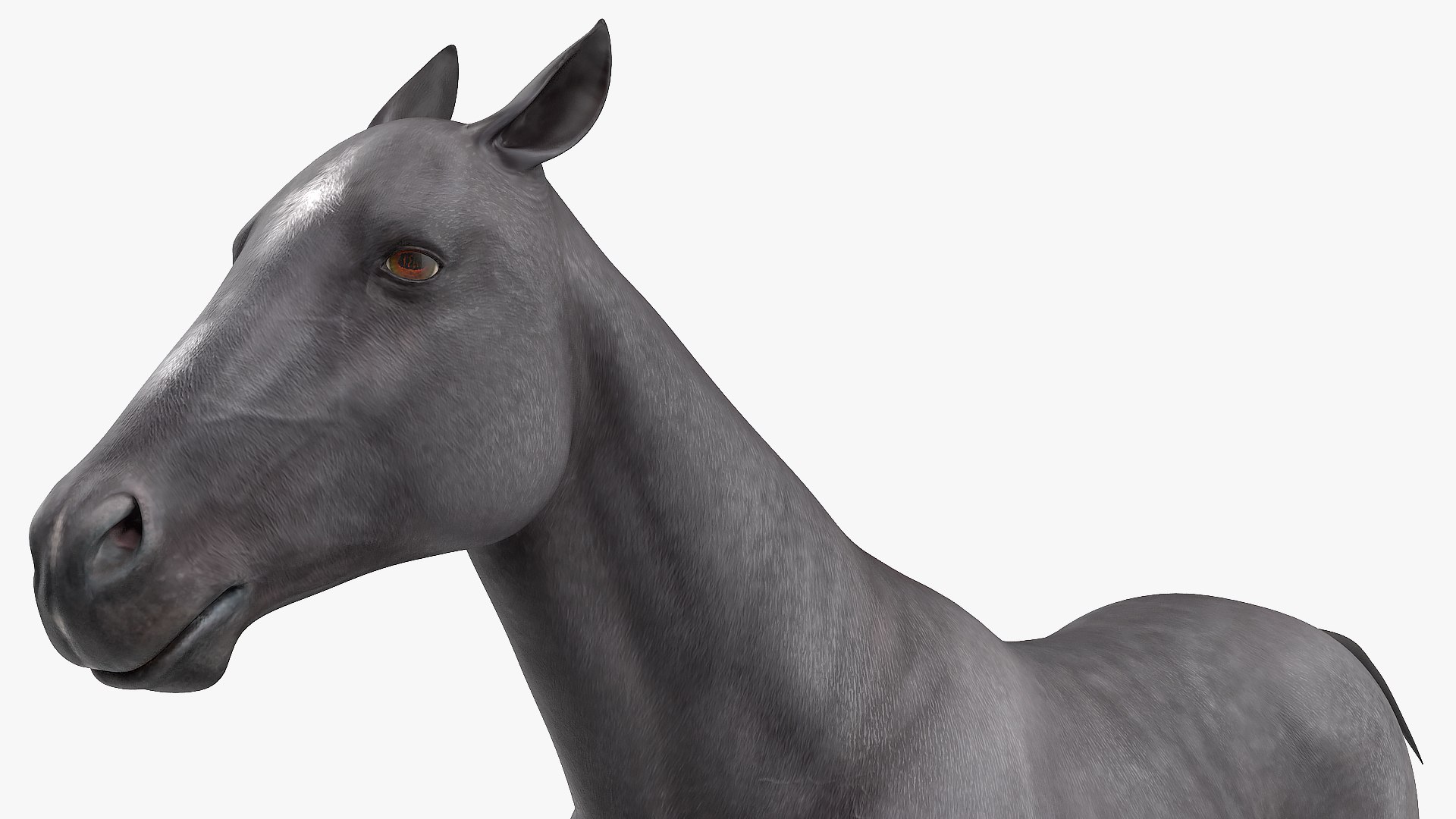 gallop black horse 3D model https://p.turbosquid.com/ts-thumb/5w/16Fy6b/hYVR3xgM/gallopblackhorsec4dmodel012/jpg/1572338633/1920x1080/fit_q87/1b2b223930895b63594215d34c82582bf61844c3/gallopblackhorsec4dmodel012.jpg