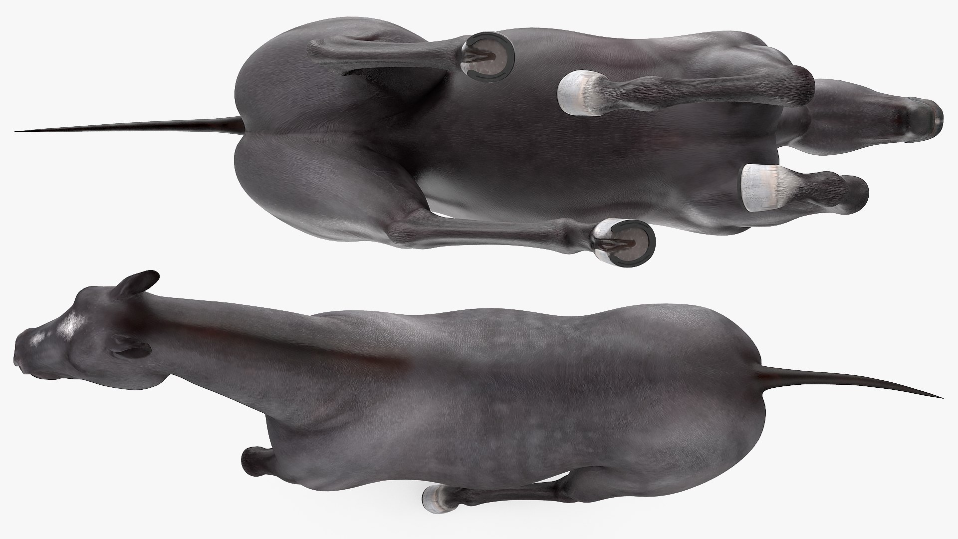 gallop black horse 3D model https://p.turbosquid.com/ts-thumb/5w/16Fy6b/rLKyZLZ1/gallopblackhorsec4dmodel008/jpg/1572338610/1920x1080/fit_q87/29debb3dfcf55a37ee1e2eb1441e2bf38be43c07/gallopblackhorsec4dmodel008.jpg