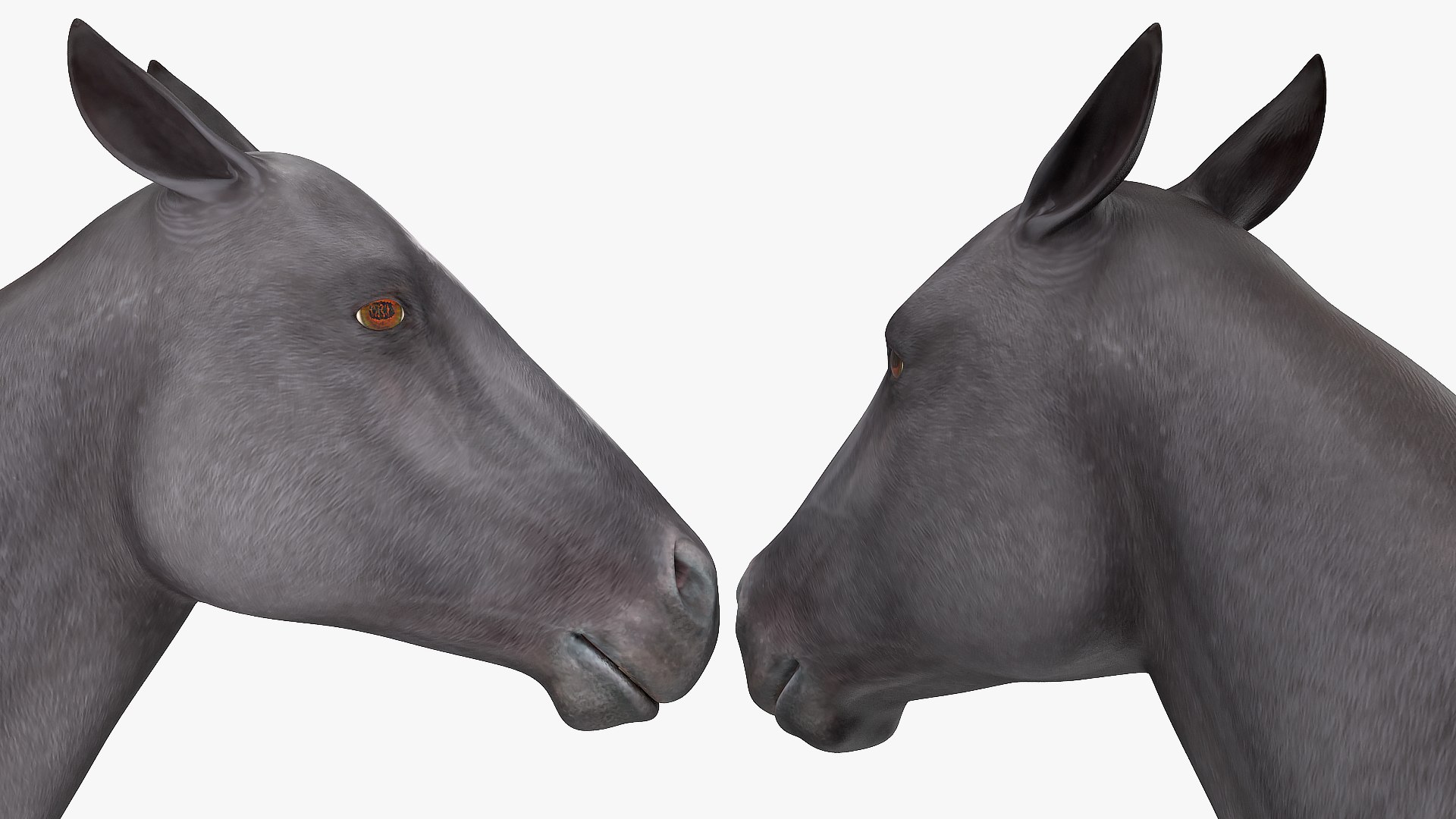 gallop black horse 3D model https://p.turbosquid.com/ts-thumb/5w/16Fy6b/xXYNSlPi/gallopblackhorsec4dmodel014/jpg/1572338646/1920x1080/fit_q87/6d703f6902b60d3c35a0d67037dc3870d0561828/gallopblackhorsec4dmodel014.jpg