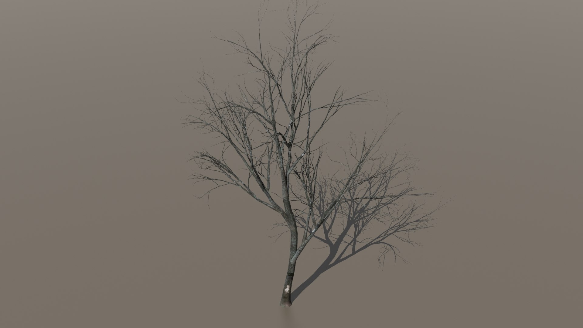 Tree Autumn 3d Model