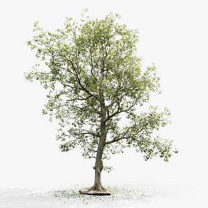 European Beech 07 3D Scanned Animated 3D model