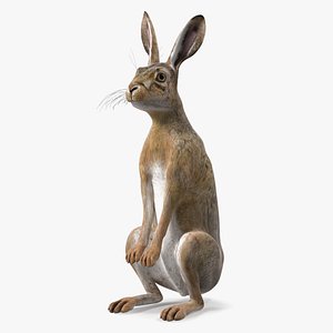 3D Hare Standing Pose