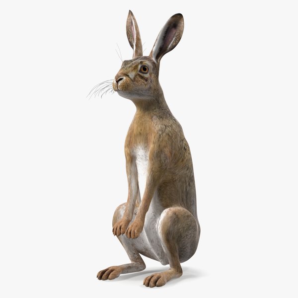 Free 3D Rabbit Models | TurboSquid