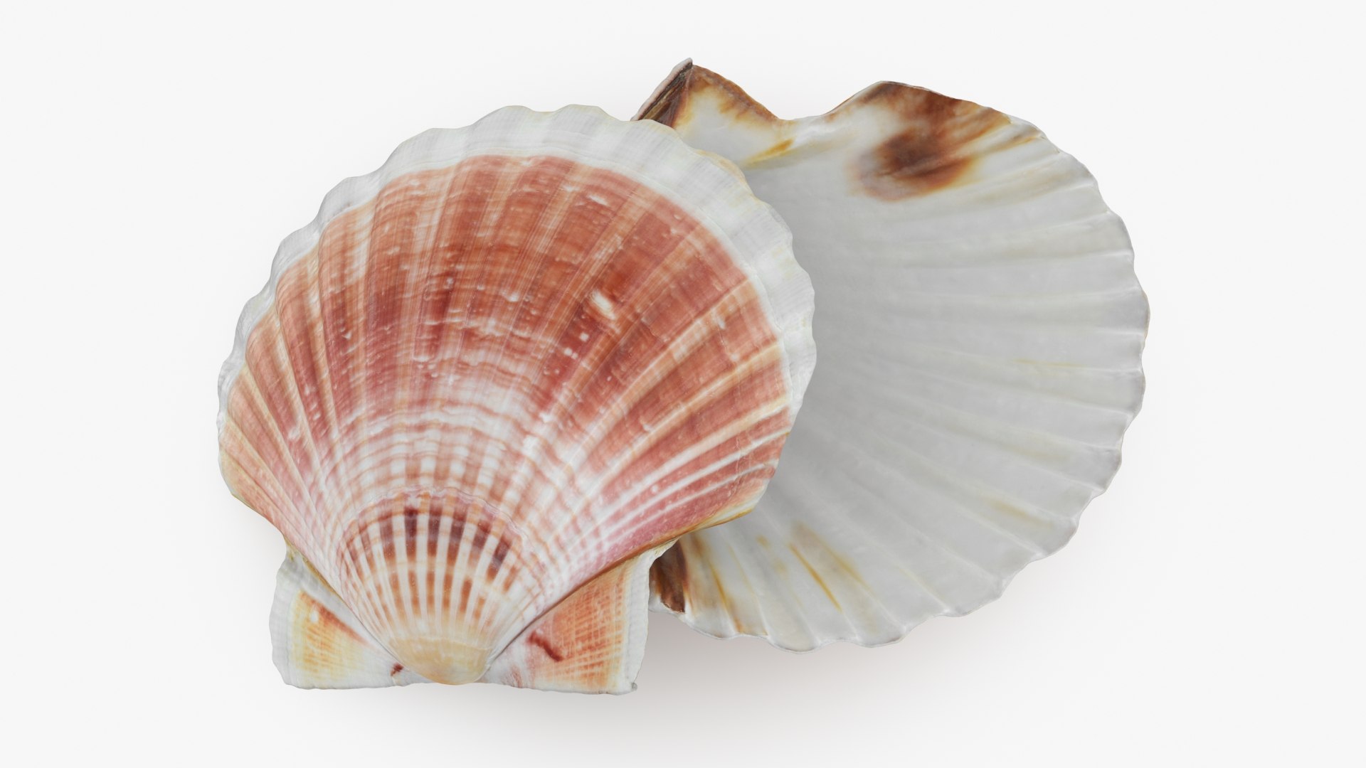 Clam Shell 05 Pose 2 3D Model - TurboSquid 2271434