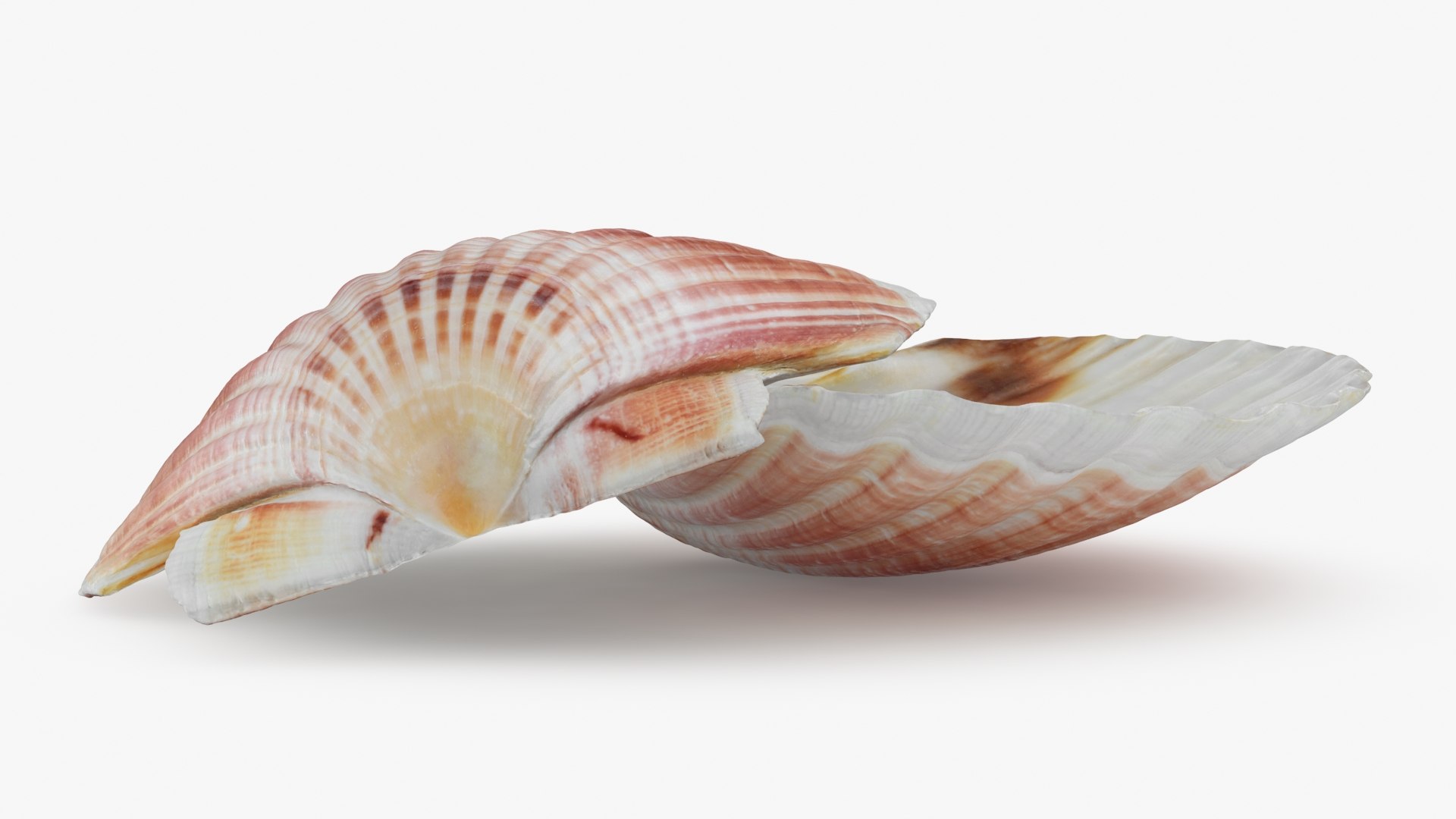 Clam Shell 05 Pose 2 3D Model - TurboSquid 2271434