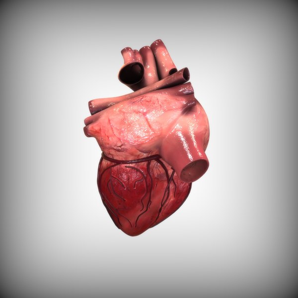 modelo 3d Corazón humano - TurboSquid 1519866