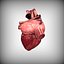 Human Heart