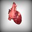 Human Heart
