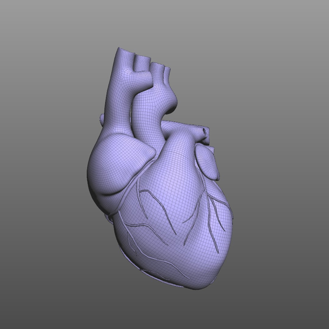 human heart 3D model https://p.turbosquid.com/ts-thumb/5w/C8sXcY/hadBEL2S/wire3/jpg/1583606028/1920x1080/fit_q87/0788e78315125e830cd3af60a6e8bee44f126f95/wire3.jpg