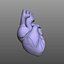 Human Heart