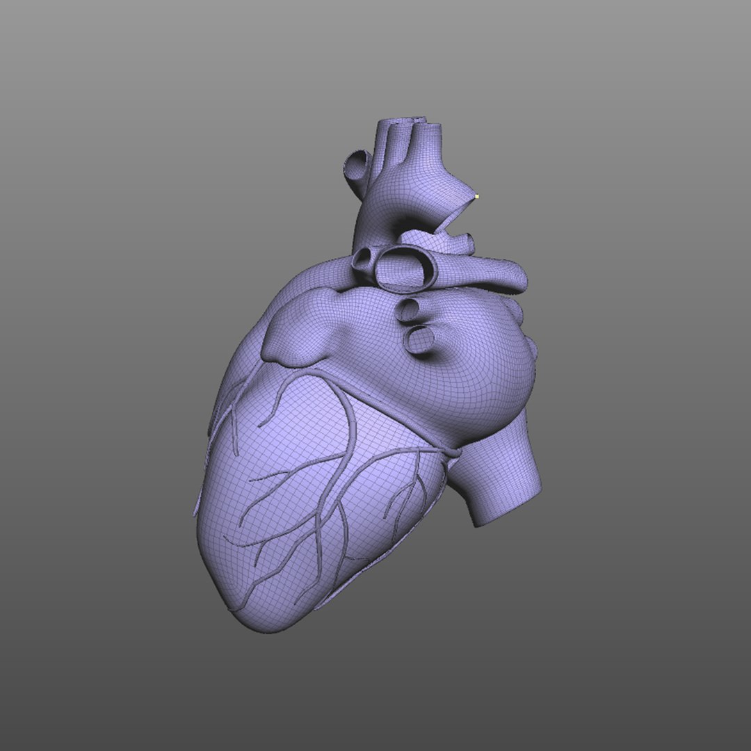 human heart 3D model https://p.turbosquid.com/ts-thumb/5w/C8sXcY/tDmlNd12/wire2/jpg/1583606028/1920x1080/fit_q87/aa898be1c66874d5454c1851da75ea6637522014/wire2.jpg
