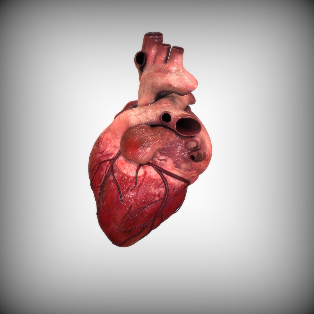 Human Heart 3D Model - TurboSquid 1519866