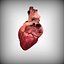 Human Heart
