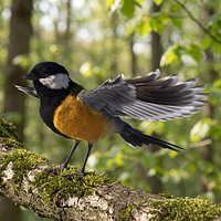 Great Tit Bird Feathers Yeti For Maya