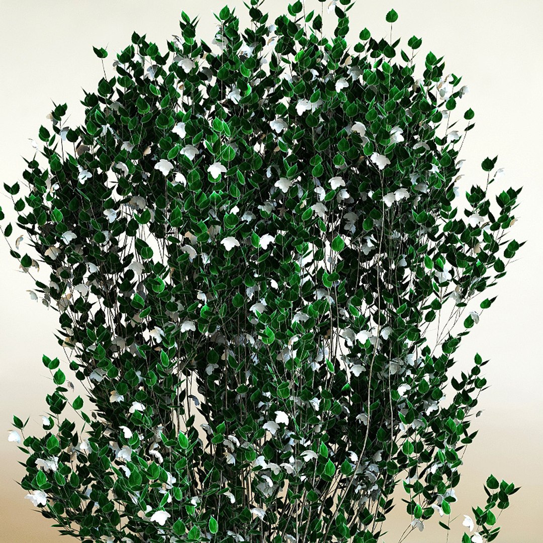 3d model of philadelphus x virginalis 'natchez' https://p.turbosquid.com/ts-thumb/5w/NN7NQZ/5epwUnVJ/philadelphusxvirginalisnatchez2/jpg/1212051223/1920x1080/fit_q87/73778aa76dfe910603e593764432f4c4bc844a20/philadelphusxvirginalisnatchez2.jpg