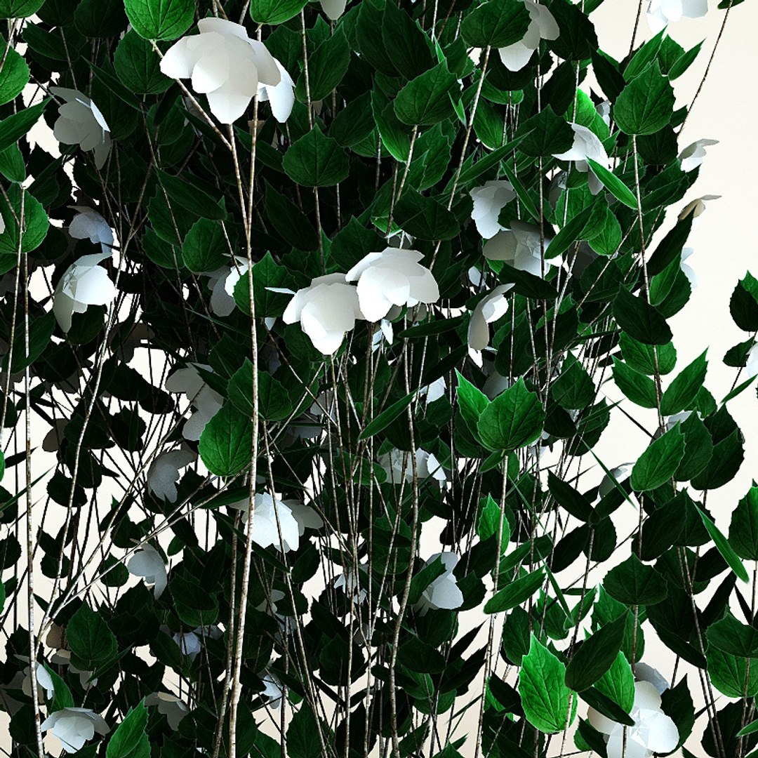 3d model of philadelphus x virginalis 'natchez' https://p.turbosquid.com/ts-thumb/5w/NN7NQZ/LzM37WkL/philadelphusxvirginalisnatchez4/jpg/1212051230/1920x1080/fit_q87/e68dcea1414ca8446e3e0723c572039d13948826/philadelphusxvirginalisnatchez4.jpg