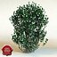 3d model of shrub Philadelphus X Virginalis ‘Natchez’