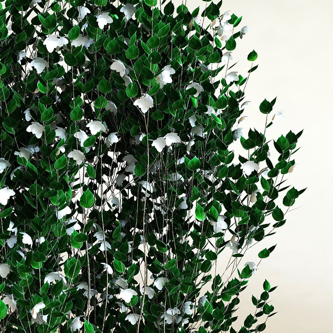 3d model of philadelphus x virginalis 'natchez' https://p.turbosquid.com/ts-thumb/5w/NN7NQZ/Yjy35ToL/philadelphusxvirginalisnatchez3/jpg/1212051227/1920x1080/fit_q87/d3a33034cc5605a1d1fa8e6df08e7f1df241a20c/philadelphusxvirginalisnatchez3.jpg