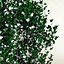 3d model of shrub Philadelphus X Virginalis ‘Natchez’