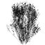 3d model of shrub Philadelphus X Virginalis ‘Natchez’