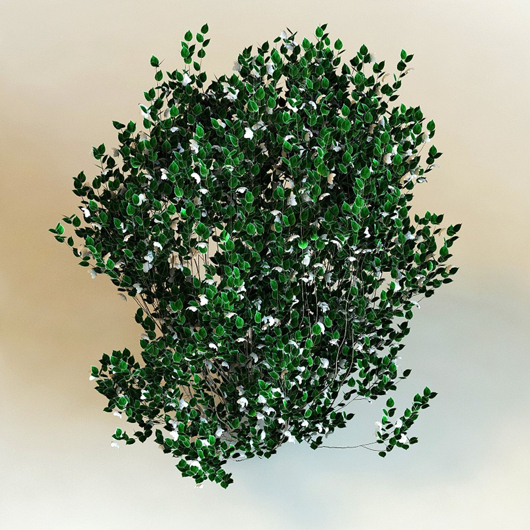 3d model of philadelphus x virginalis 'natchez' https://p.turbosquid.com/ts-thumb/5w/NN7NQZ/yUZAmr3p/philadelphusxvirginalisnatchez1/jpg/1212051217/1920x1080/fit_q87/90a00a71655bdb98af0325f04c96db302595833d/philadelphusxvirginalisnatchez1.jpg