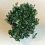 3d model of shrub Philadelphus X Virginalis ‘Natchez’