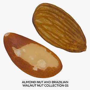 3D Almond Nut and Brazilian Walnut Nut Collection 01 - 2 models RAW Scans