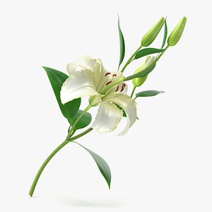 3d model of lily modeled petal