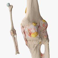 Human Knee Bone Set