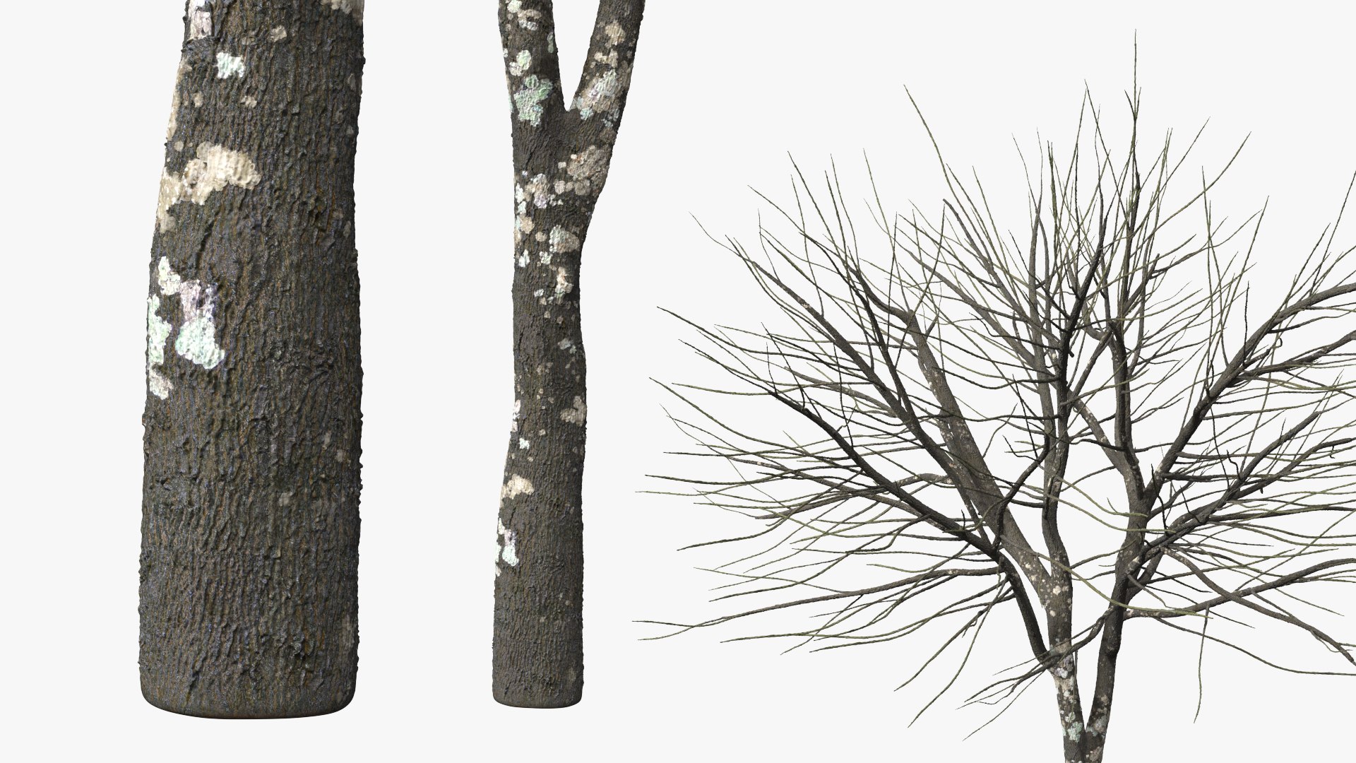 3D Leafless Theobroma Cacao Tree https://p.turbosquid.com/ts-thumb/5w/XhNSrV/mn/leafless_theobroma_cacao_tree_006/jpg/1777896268/1920x1080/fit_q87/892059c577044d245591001d63ae7d11b1cc5324/leafless_theobroma_cacao_tree_006.jpg