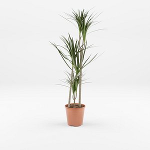 Dracaena marg 3- stem 3D model