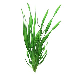 Aquarium Grass Vallisneria Spiralis Green