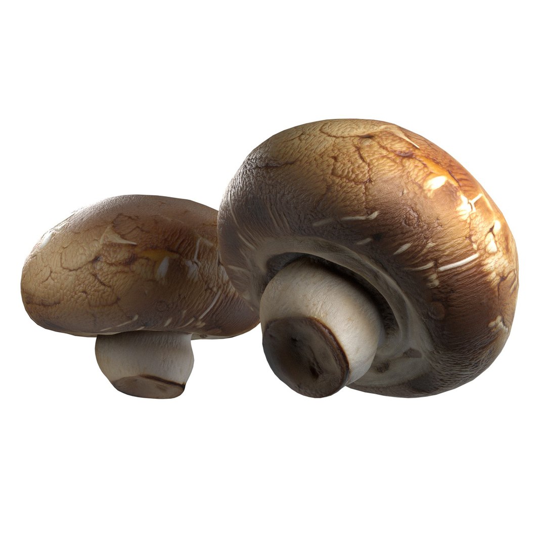 Mushroom 20 model https://p.turbosquid.com/ts-thumb/5w/fAn1Rz/so/squid/jpg/1743330107/1920x1080/fit_q87/34b1e50b63e96aba832260cbc7cb7f5e98d11892/squid.jpg