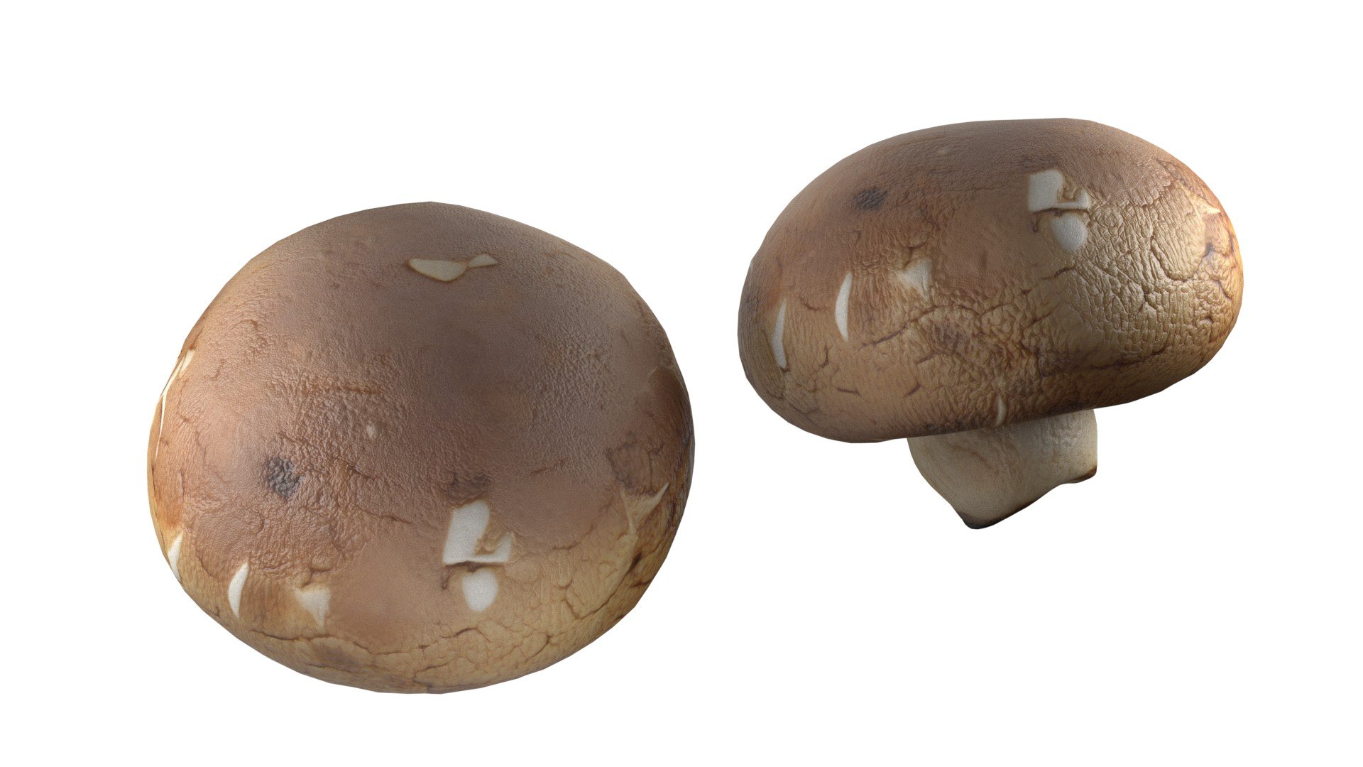 Mushroom 20 model https://p.turbosquid.com/ts-thumb/5w/fAn1Rz/tS/5/jpg/1743330104/1920x1080/fit_q87/8f6a8598dbf44907808c3ff979e3dd8729012e18/5.jpg
