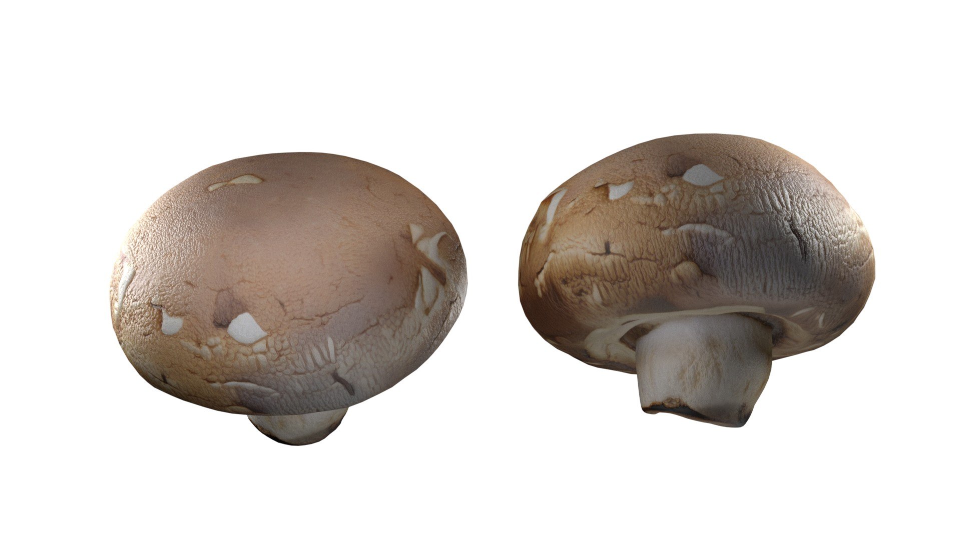 Mushroom 20 model https://p.turbosquid.com/ts-thumb/5w/fAn1Rz/uV/3/jpg/1743330102/1920x1080/fit_q87/f8cb17ed620fb95ddf619c8197cc95a6c2ce2973/3.jpg