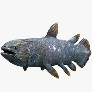 3d coelacanth model