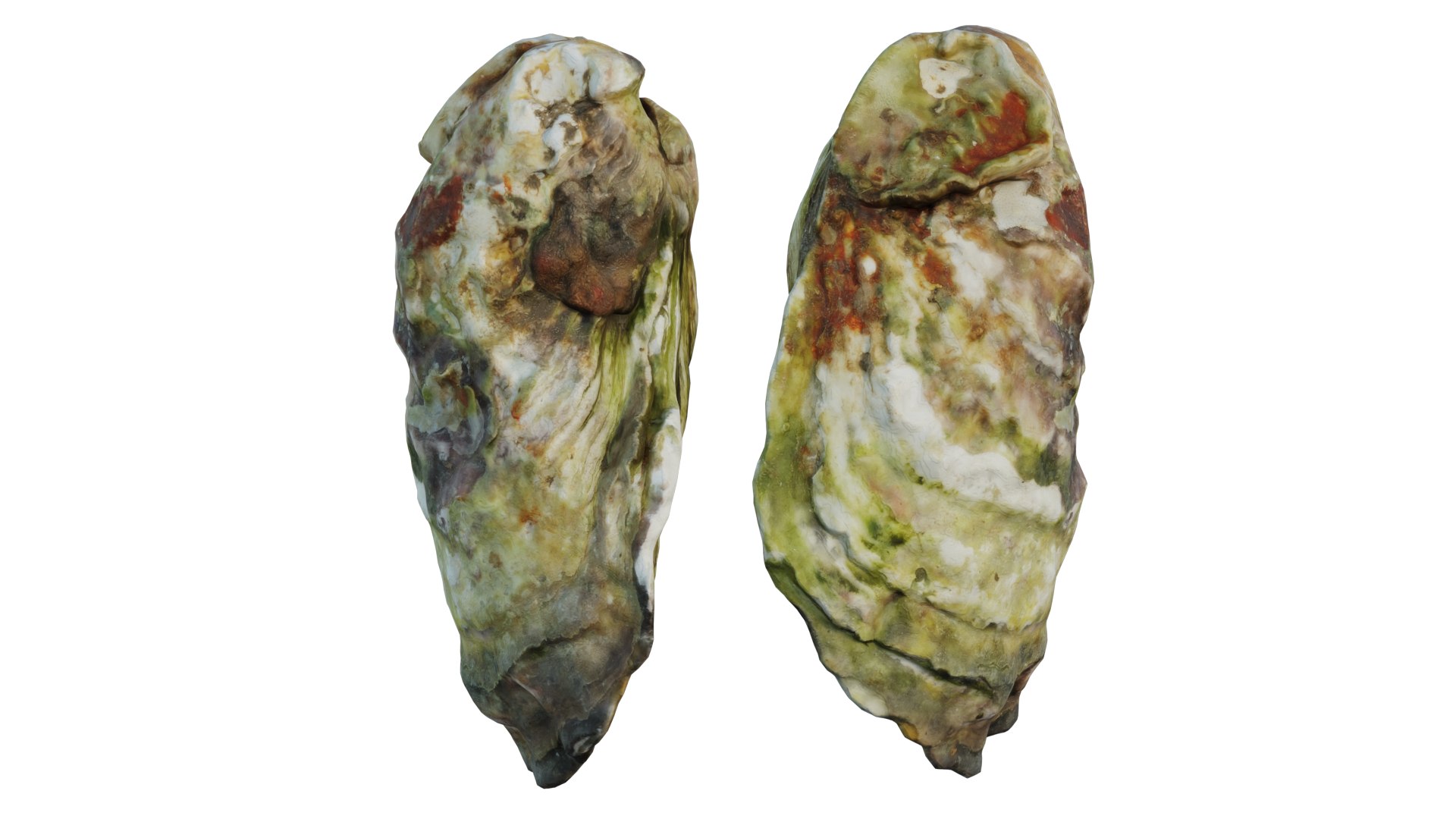 Oyster 3D https://p.turbosquid.com/ts-thumb/5w/xmChz6/2h/4_interactivelightmix/png/1657560526/1920x1080/fit_q87/cb962ca65e5afc1a24ce3f76f06dda6f0cba0d72/4_interactivelightmix.jpg