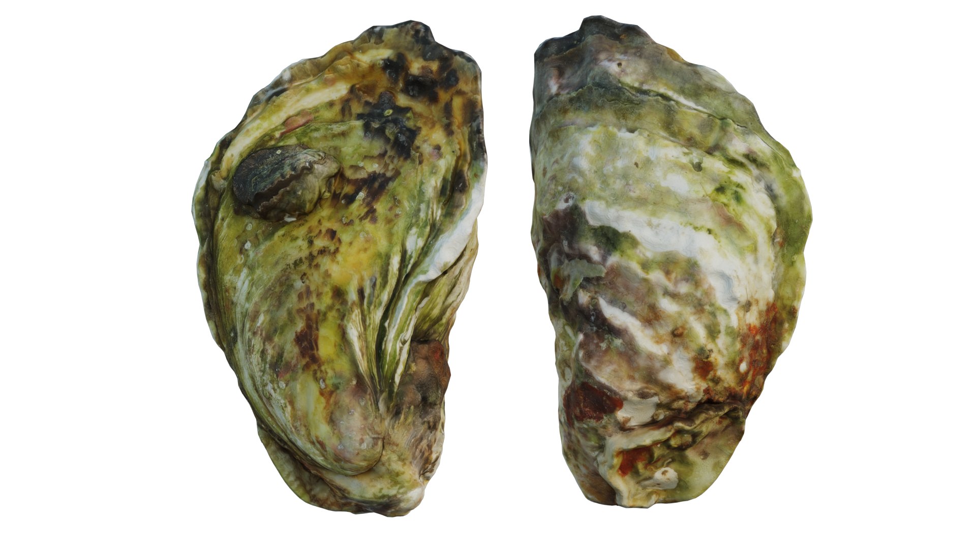 Oyster 3D https://p.turbosquid.com/ts-thumb/5w/xmChz6/EJ/6_interactivelightmix/png/1657560524/1920x1080/fit_q87/deb8b0b13f5dee5df12b427ed0afa7800e17c81f/6_interactivelightmix.jpg