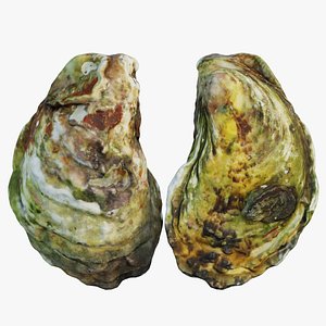 Oyster 3D