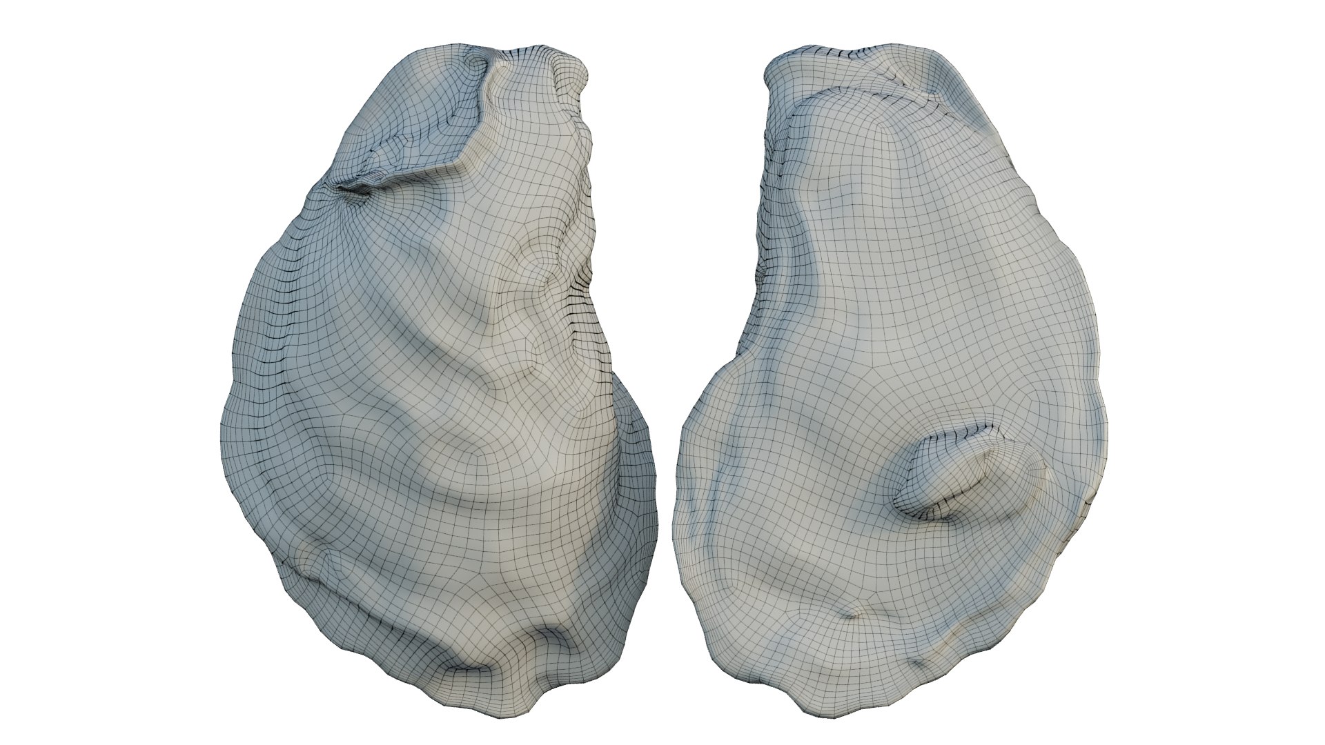 Oyster 3D https://p.turbosquid.com/ts-thumb/5w/xmChz6/Hf/2_interactivelightmix/png/1657560524/1920x1080/fit_q87/f7ed473c512746c035c9b09dd559e5a2aa97c9e6/2_interactivelightmix.jpg