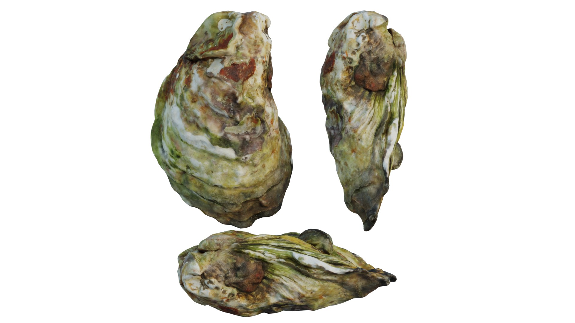Oyster 3D https://p.turbosquid.com/ts-thumb/5w/xmChz6/L4/3_interactivelightmix/png/1657560526/1920x1080/fit_q87/130e15e4883ec28651efa73dc8e5565f7b13e305/3_interactivelightmix.jpg