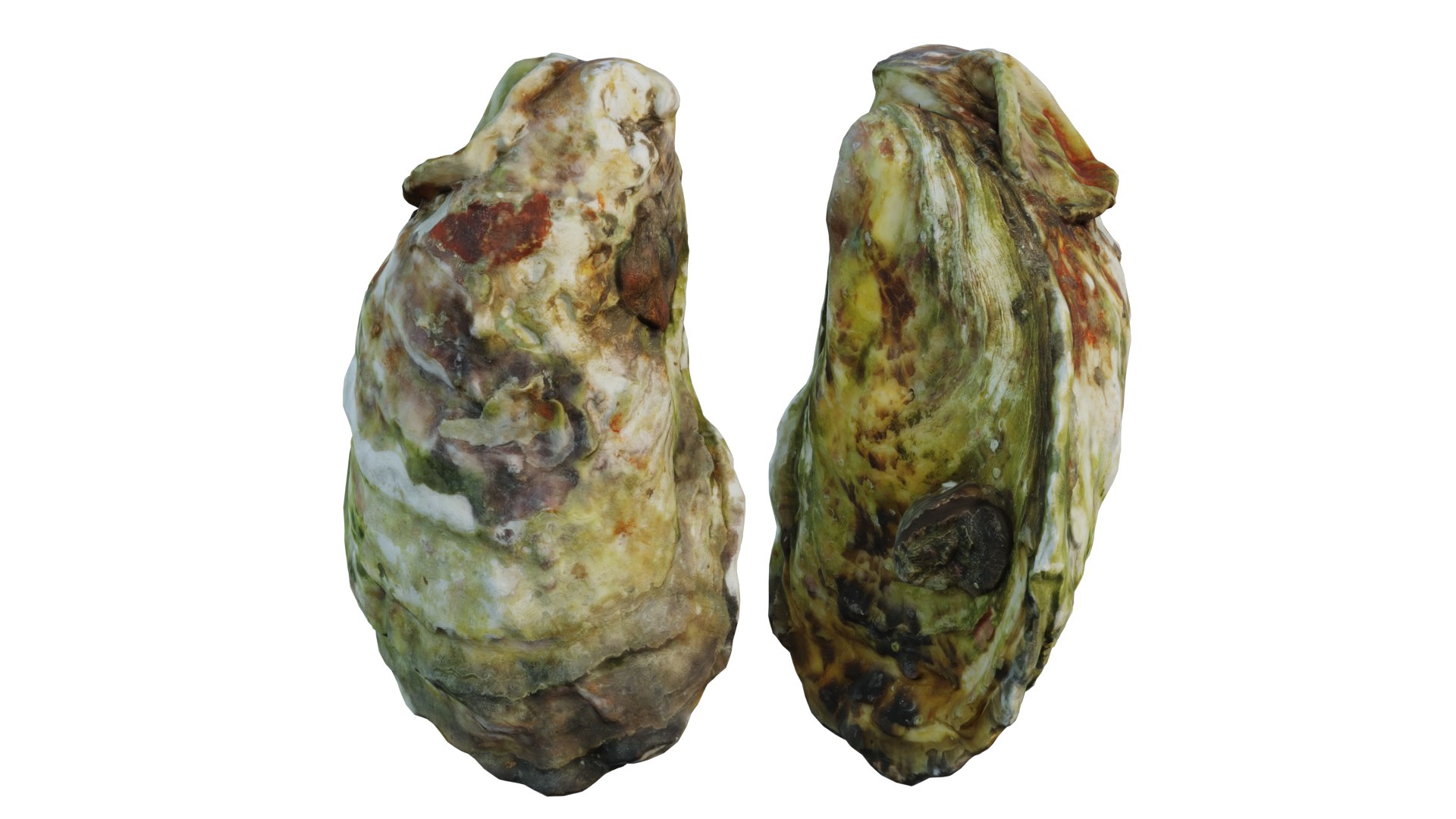 Oyster 3D https://p.turbosquid.com/ts-thumb/5w/xmChz6/Xt/5_interactivelightmix/png/1657560527/1920x1080/fit_q87/fd2b0705e6ea730c5a9df810a9e439067f631276/5_interactivelightmix.jpg