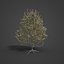 2021 PBR Apple Tree Collection - Malus Domestica