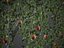 2021 PBR Apple Tree Collection - Malus Domestica