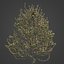 2021 PBR Apple Tree Collection - Malus Domestica